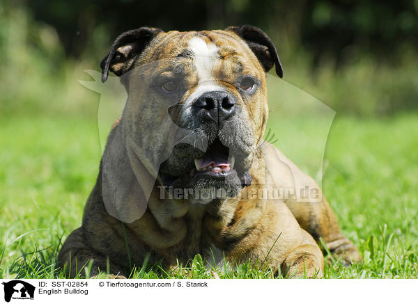 English Bulldog / SST-02854