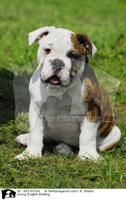 young English Bulldog / SST-03100