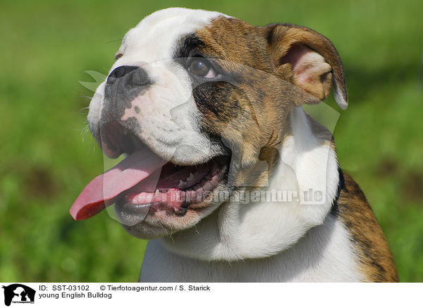 junge Englische Bulldogge / young English Bulldog / SST-03102