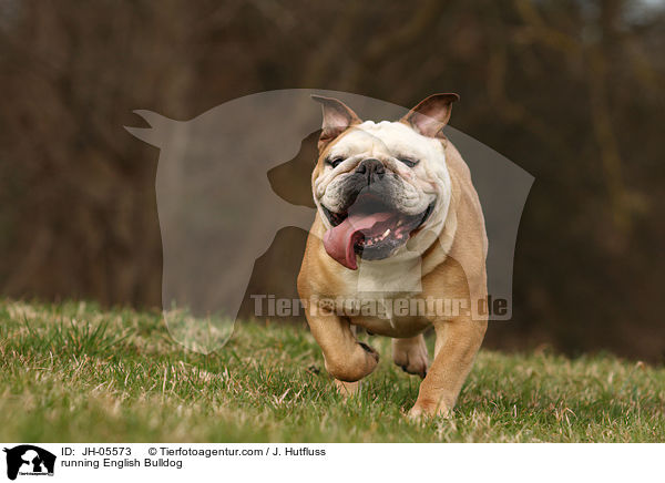 running English Bulldog / JH-05573
