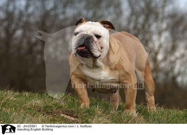 standing English Bulldog / JH-05581