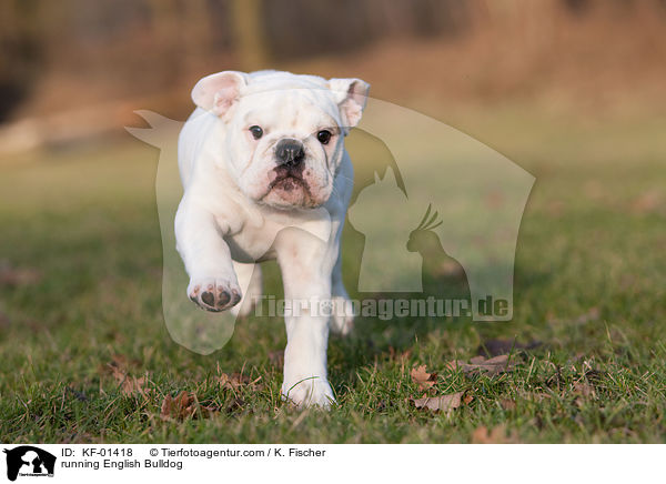 rennende Englische Bulldogge / running English Bulldog / KF-01418
