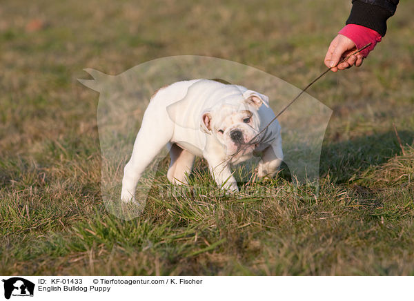 Englische Bulldogge Welpe / English Bulldog Puppy / KF-01433