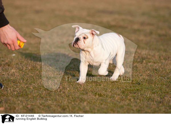 rennende Englische Bulldogge / running English Bulldog / KF-01446