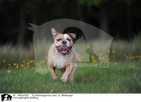 runningEnglish Bulldog / AM-02555