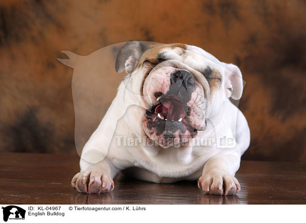 Englische Bulldogge / English Bulldog / KL-04967