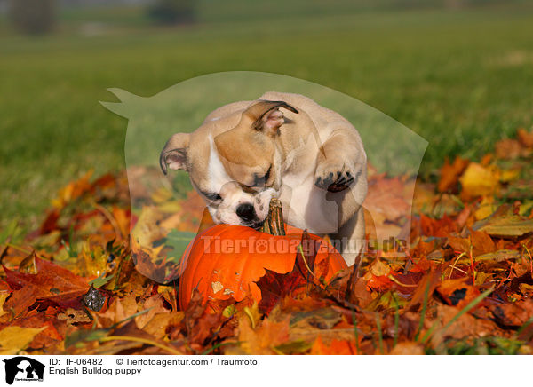 Englische Bulldogge Welpe / English Bulldog puppy / IF-06482