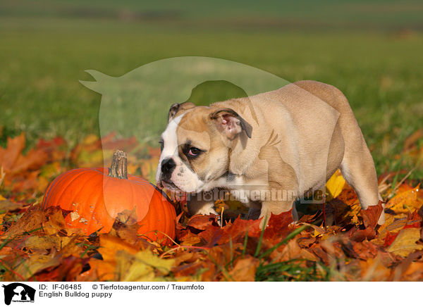 Englische Bulldogge Welpe / English Bulldog puppy / IF-06485