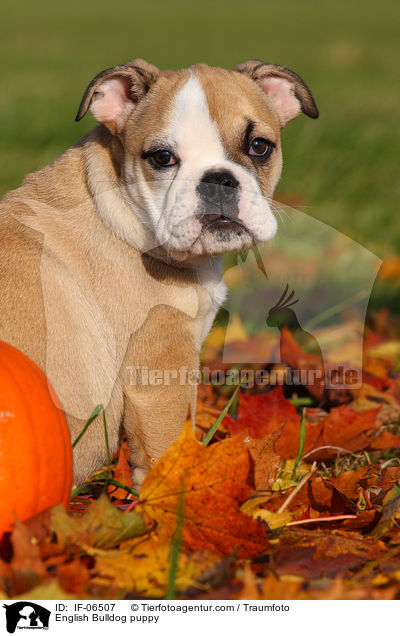 English Bulldog puppy / IF-06507
