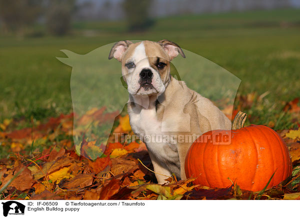 Englische Bulldogge Welpe / English Bulldog puppy / IF-06509