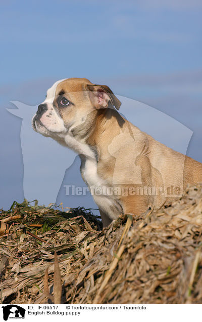 English Bulldog puppy / IF-06517