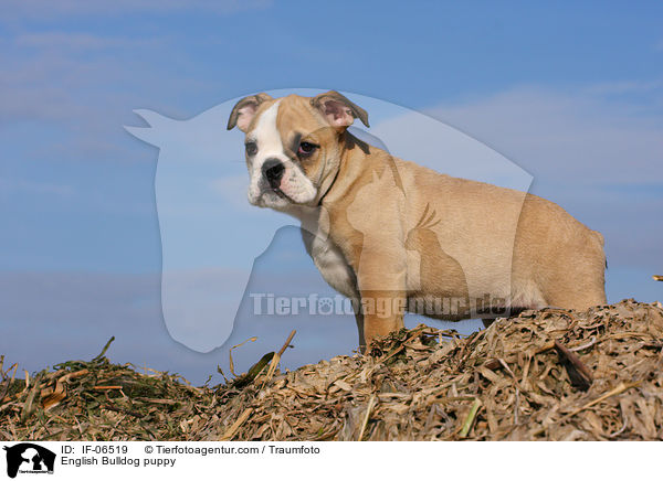 English Bulldog puppy / IF-06519