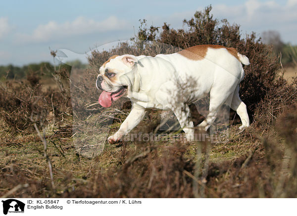 English Bulldog / KL-05847
