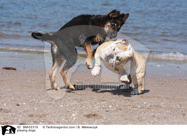 playing dogs / BM-02319