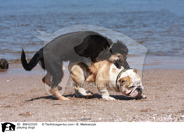 playing dogs / BM-02320