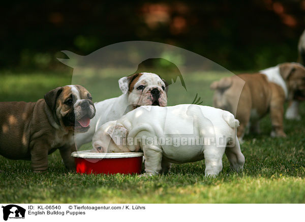 Englische Bulldogge Welpen / English Bulldog Puppies / KL-06540