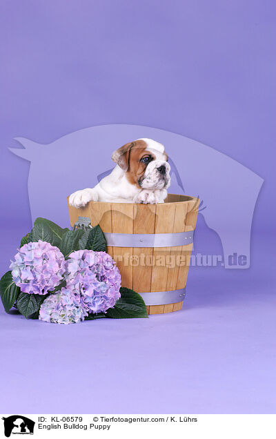 English Bulldog Puppy / KL-06579