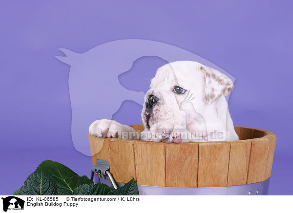 Englische Bulldogge Welpe / English Bulldog Puppy / KL-06585