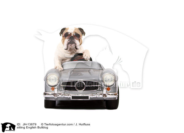 sitzende Englische Bulldogge / JH-13879