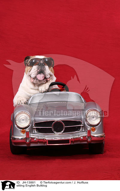 sitting English Bulldog / JH-13881