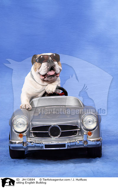 sitting English Bulldog / JH-13884