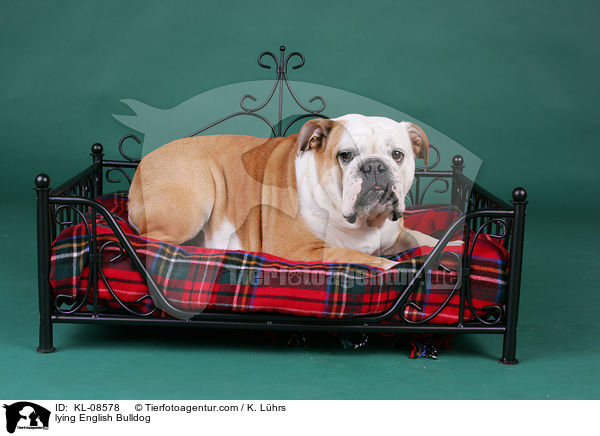 liegende Englische Bulldogge / lying English Bulldog / KL-08578