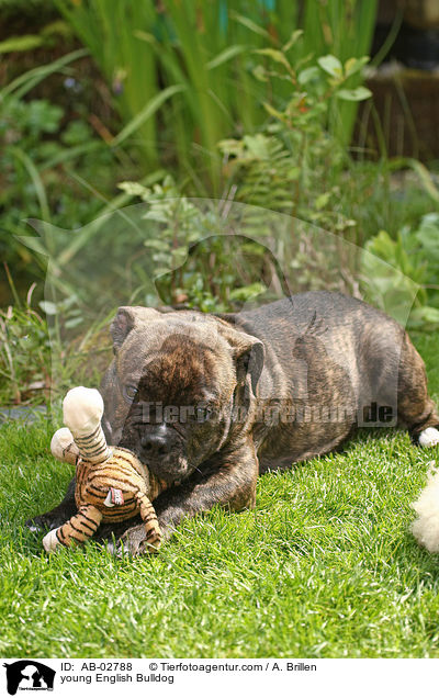 junge Englische Bulldogge / young English Bulldog / AB-02788