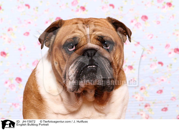Englische Bulldogge Portrait / English Bulldog Portrait / JH-15872