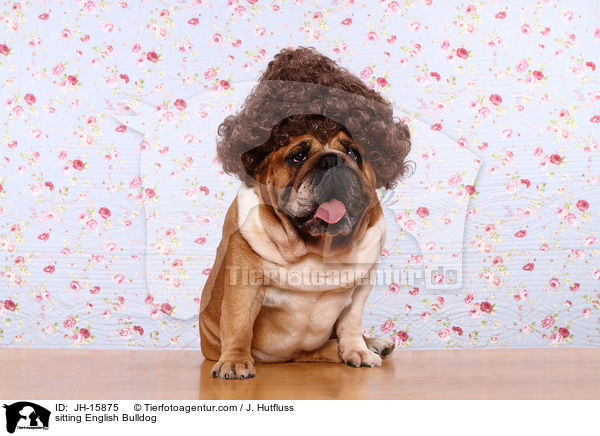 sitzende Englische Bulldogge / sitting English Bulldog / JH-15875