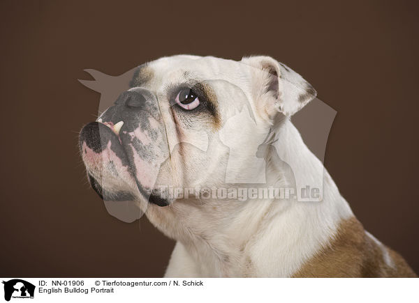 English Bulldog Portrait / NN-01906
