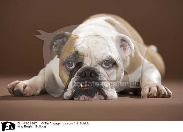lying English Bulldog / NN-01907
