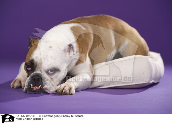 lying English Bulldog / NN-01910