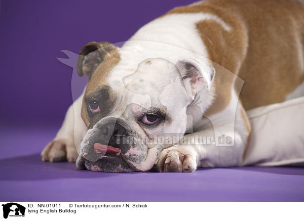 liegende Englische Bulldogge / lying English Bulldog / NN-01911