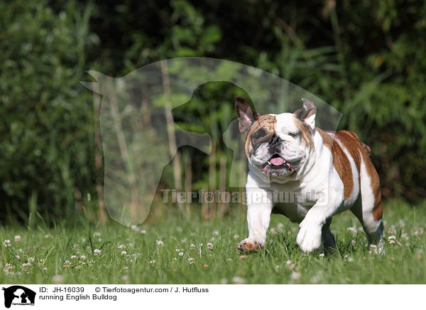running English Bulldog / JH-16039