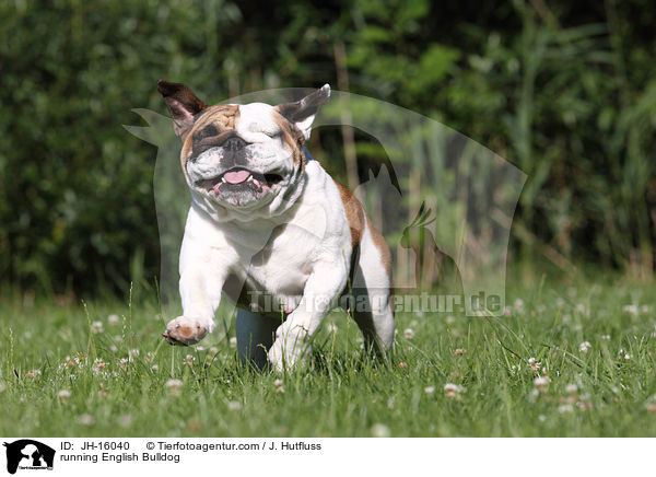 running English Bulldog / JH-16040