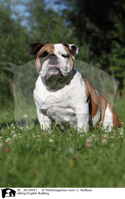 sitting English Bulldog / JH-16041