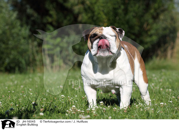 English Bulldog / JH-16045