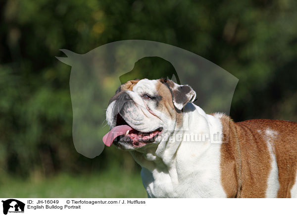 English Bulldog Portrait / JH-16049