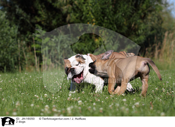 2 dogs / JH-16050