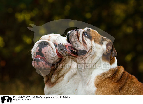 English Bulldogs / KMI-03467
