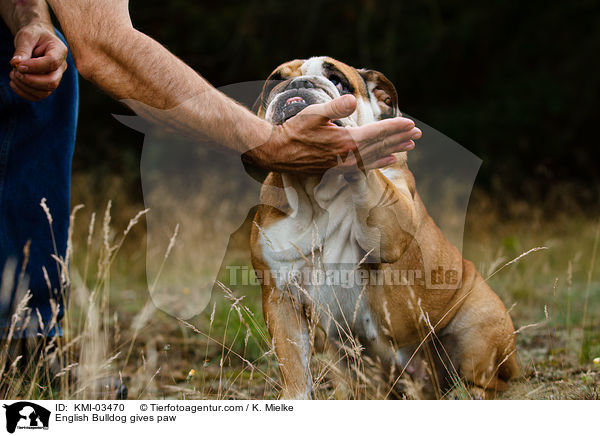 English Bulldog gives paw / KMI-03470