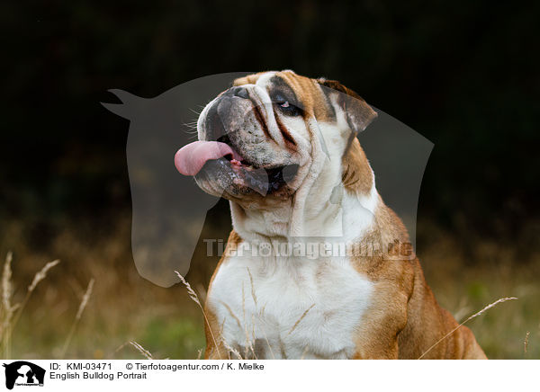 English Bulldog Portrait / KMI-03471