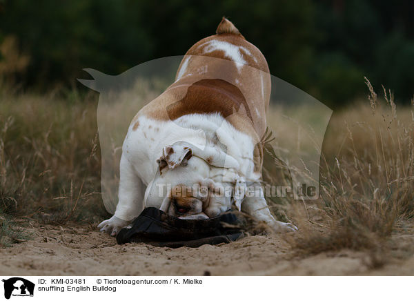 schnuppernde Englische Bulldogge / snuffling English Bulldog / KMI-03481