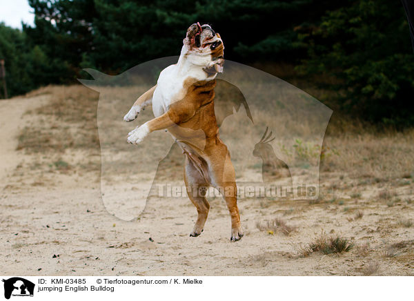jumping English Bulldog / KMI-03485