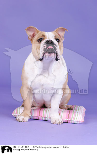 sitzende Englische Bulldogge / sitting English Bulldog / KL-11103