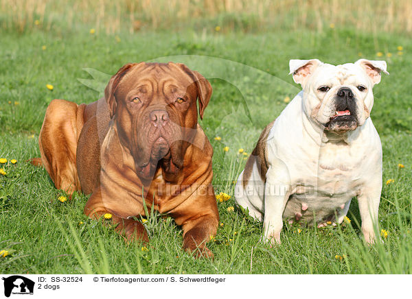 2 Hunde / 2 dogs / SS-32524