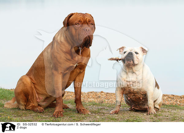 2 Hunde / 2 dogs / SS-32532