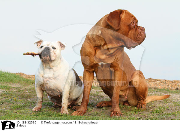 2 Hunde / 2 dogs / SS-32535
