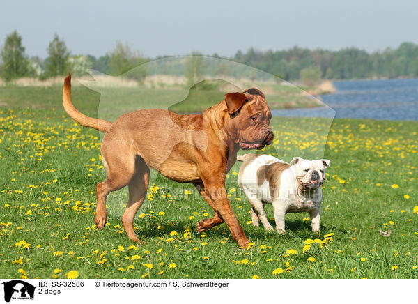 2 Hunde / 2 dogs / SS-32586