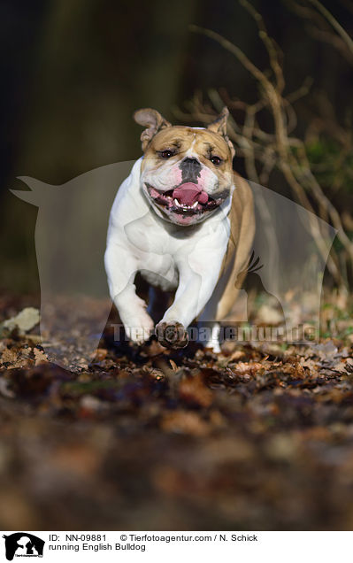 running English Bulldog / NN-09881